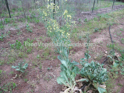 Georgia Southern Collards going to seed