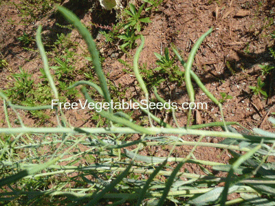 Georgia Southern Collards forming pods